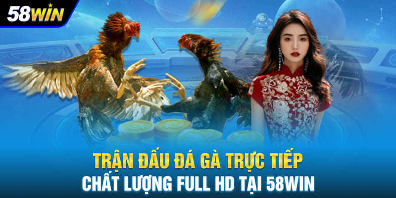 Trận đấu đá gà trực tiếp chất lượng Full HD tại 58WIN